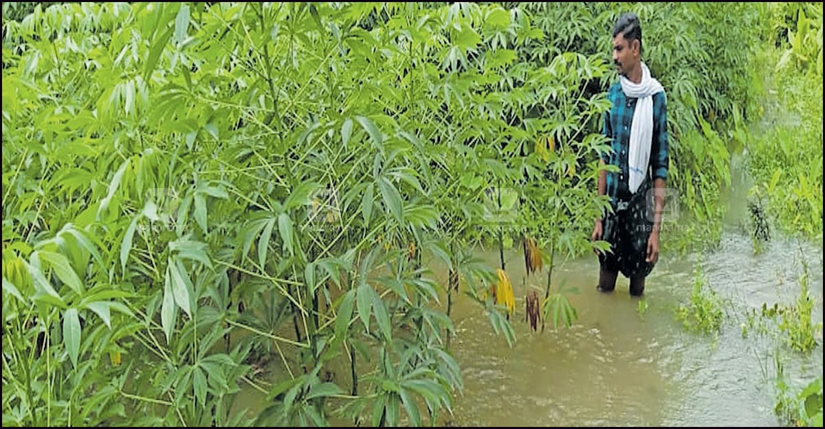 pathanamthitta-water-in-crop pathanamthitta-water-in-crop