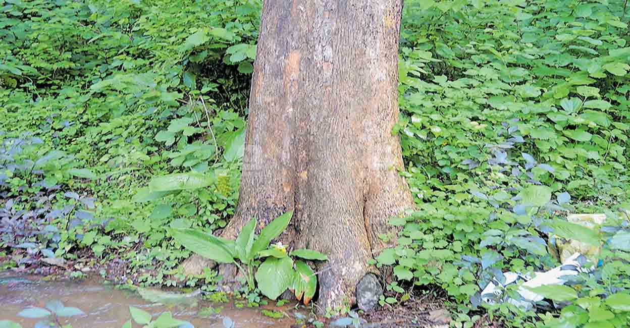Pathagi Tree വരം തന്നെ; ശാപമാകാതെ നോക്കണം