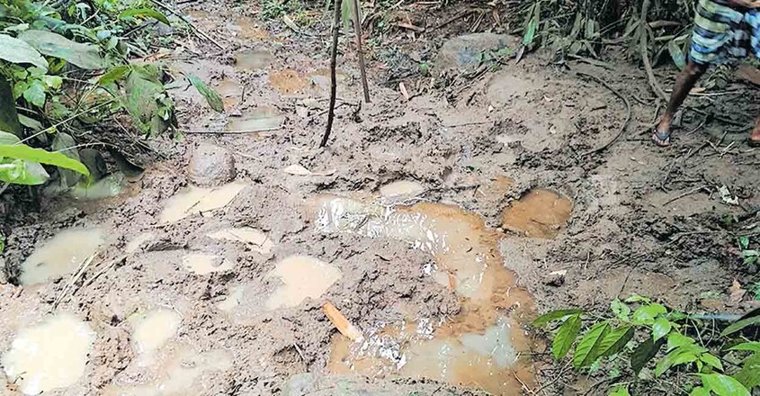 ആറാട്ടുകുടുക്ക ഉൾവനത്തിൽ കാട്ടാനകൾ ഒരം ചേരാൻ നിൽക്കുന്ന സ്ഥലത്തെ കാൽപാടുകളിൽമഴവെള്ളം കെട്ടിക്കിടക്കുന്നു. ചിത്രം: മനോരമ ആറാട്ടുകുടുക്ക ഉൾവനത്തിൽ കാട്ടാനകൾ ഒരം ചേരാൻ നിൽക്കുന്ന സ്ഥലത്തെ കാൽപാടുകളിൽമഴവെള്ളം കെട്ടിക്കിടക്കുന്നു. ചിത്രം: മനോരമ