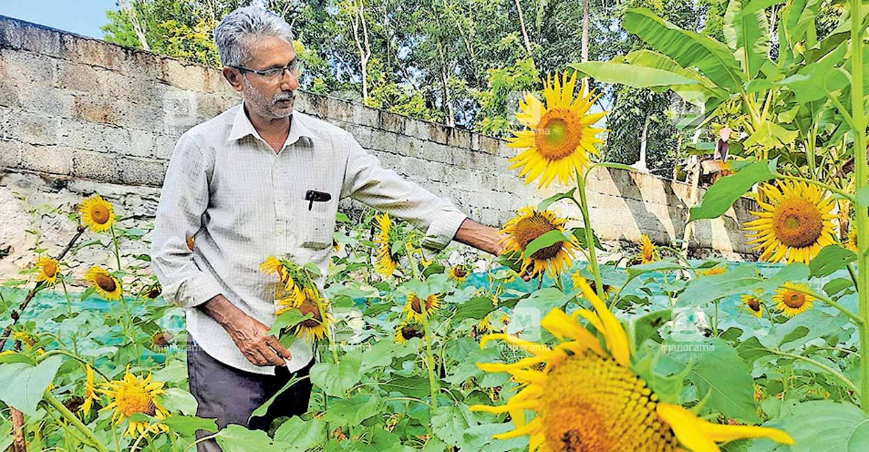 സുന്ദരപാണ്ഡ്യപുരത്ത് ഇനി പോകേണ്ട; ഏനാത്തും വിരിയും സൂര്യകാന്തി