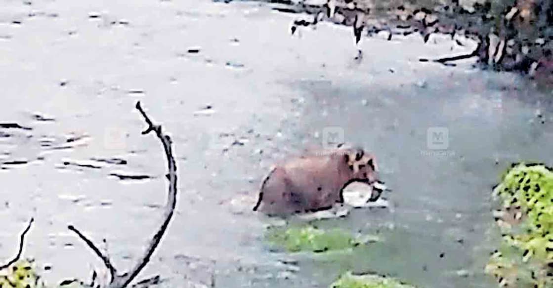 pathanamthitta-seethathodu-wild-elephant അള്ളുങ്കൽ പദ്ധതിക്കു സമീപം ഇറങ്ങിയ കാട്ടാന ‘കുട്ടിശങ്കരൻ’ കക്കാട്ടാറ്റിൽ മുങ്ങി കുളിച്ച ശേഷം കാട് കയറുന്നു.