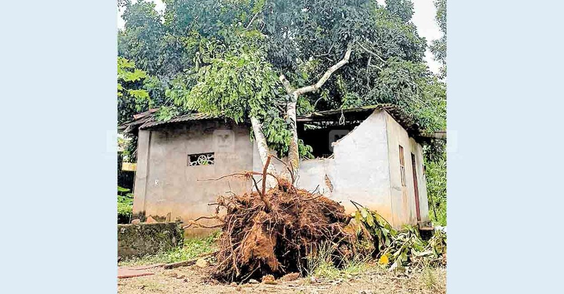 പഴവങ്ങാടി പൂവത്തുംകുന്ന് കാക്കാനപ്പള്ളിൽ അന്തരിച്ച കെ.സി.രാജുവിന്റെ വീടിനു മുകളിൽ വീണ മരം