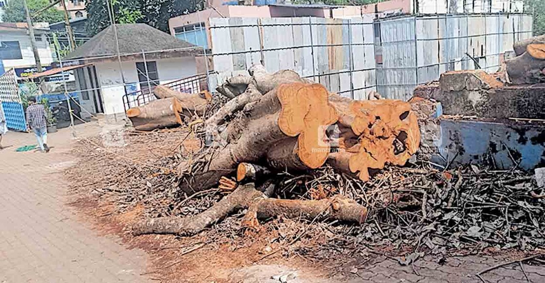  അടൂർ ജനറൽ ആശുപത്രിയിൽ തണലേകി നിന്നിരുന്ന ആൽമരം മുറിച്ചു മാറ്റിയിട്ടിരിക്കുന്നു.  