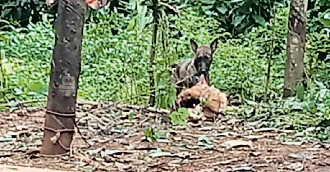 പന്നയ്ക്കപ്പതാലിൽ ആട്ടിൻകുട്ടിയെ തെരുവുനായ ആക്രമിക്കാനെത്തിയപ്പോൾ.  