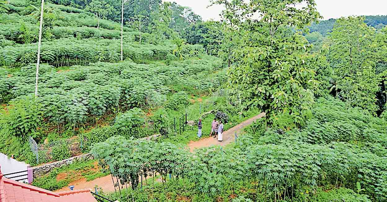 കപ്പക്കൃഷിയിൽ വിളഞ്ഞത് നൂറുമേനി; വിപണി കണ്ടെത്താൻ കർഷകൻ