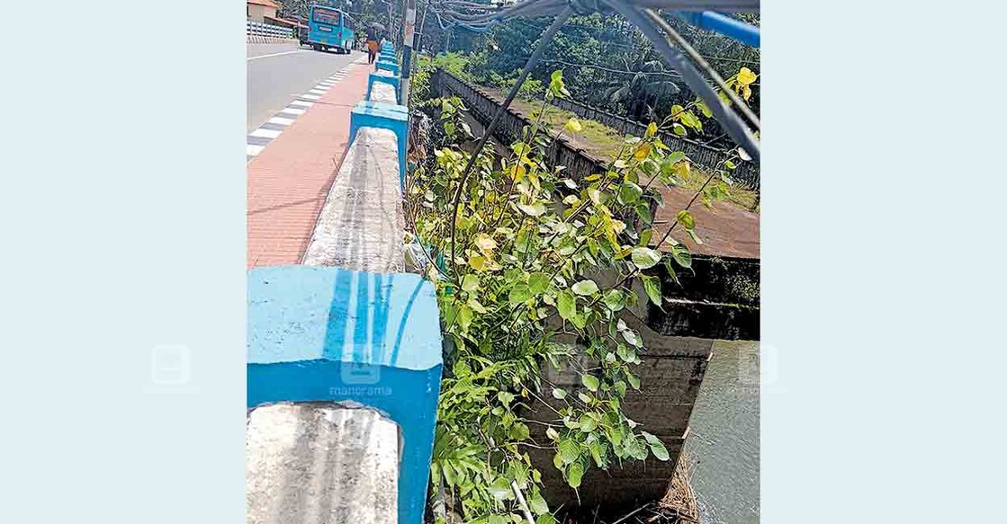 റാന്നി പാലത്തിൽ ആൽ വളർന്നു നിൽക്കുന്നു. റാന്നി പാലത്തിൽ ആൽ വളർന്നു നിൽക്കുന്നു.