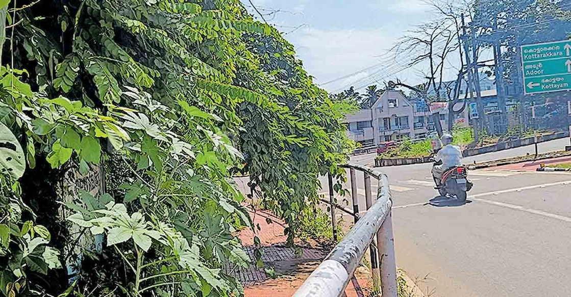 pathanamthitta-adoor-hs-junction-footpath അടൂർ ഹൈസ്കൂൾ ജംക്ഷനിലുള്ള നടപ്പാതയിലേക്ക് കാടുവളർന്നിറങ്ങിയിരിക്കുന്നു.