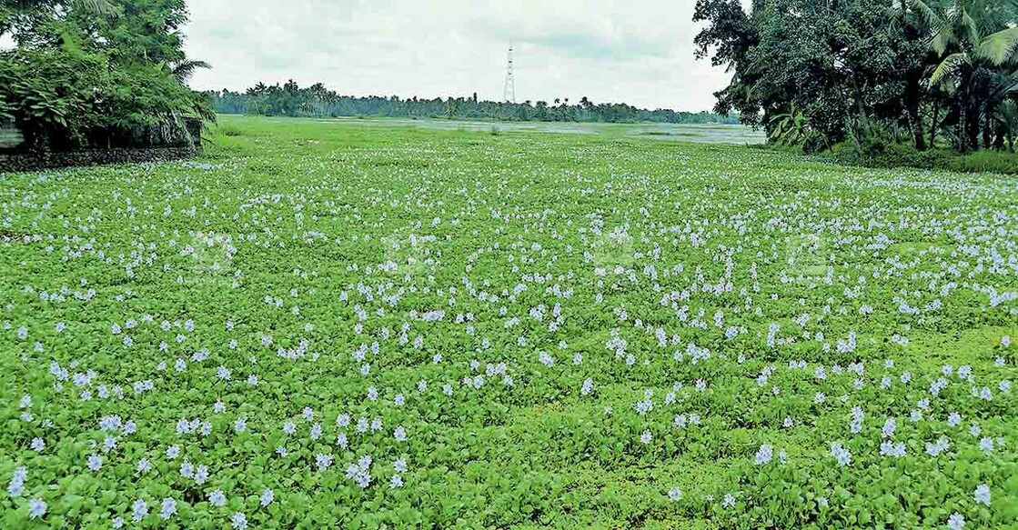  കൃഷി ചെയ്യാൻ ആളില്ലാത്തതിനാൽ തരിശുകിടക്കുന്ന പെരിങ്ങരയിലെ പാടശേഖരം.   
