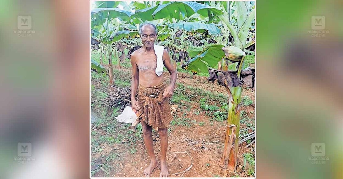 paramesharakuripp പരമേശ്വരക്കുറുപ്പ് തന്റെ കൃഷിയിടത്തിൽ.
