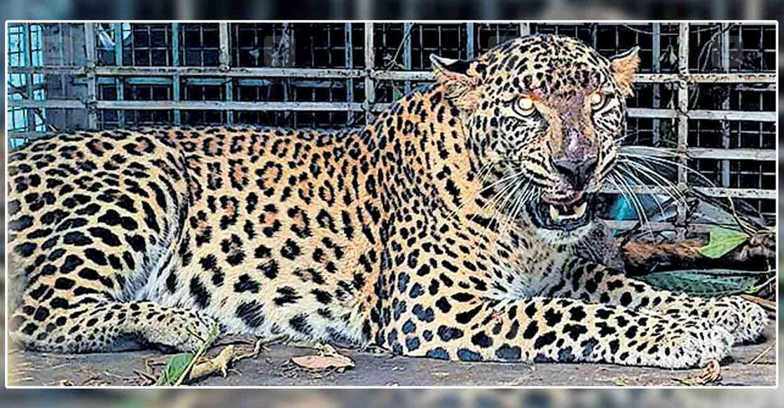konni-leopard വനം വകുപ്പ് ഉദ്യോഗസ്ഥർ കൂടൽ പാക്കണ്ടത്ത് സ്ഥാപിച്ച കൂട്ടിൽ കുടുങ്ങിയ പുലി.