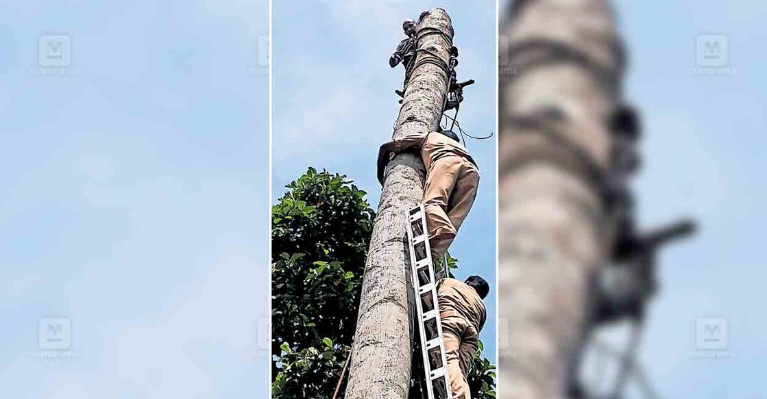 നിരണത്ത് ആഞ്ഞിലി മരത്തിന്റെ മുകളിൽ കുടുങ്ങിയ മരംവെട്ട് തൊഴിലാളിയെ അഗ്നിരക്ഷാ സേന രക്ഷപ്പെടുത്തുന്നു.  
