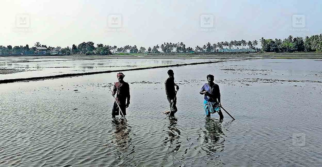 puncha-agril ഇന്നു വിത്തു വിതയ്ക്കാൻ ഒരുക്കിയിരിക്കുന്ന പെരിങ്ങര പടവിനകം ബി പാടശേഖരം