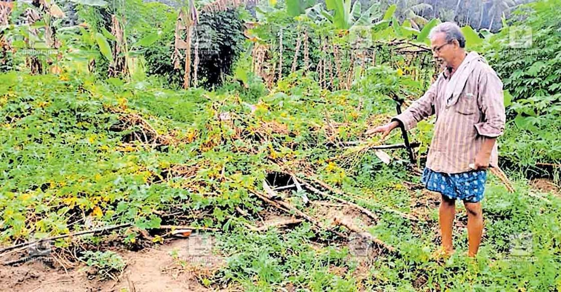 wild-boar-farmer കടമ്പനാട് വി.എസ്.നിവാസിൽ വിശ്വരാജന്റെ പന്തൽക്കൃഷി കാട്ടു പന്നി നശിപ്പിച്ച നിലയിൽ.
