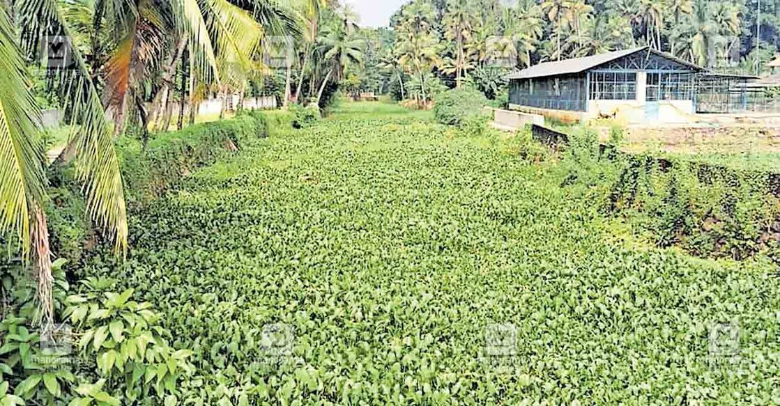 പായലും പോളയും നിറഞ്ഞ കോലറയാർ.  
