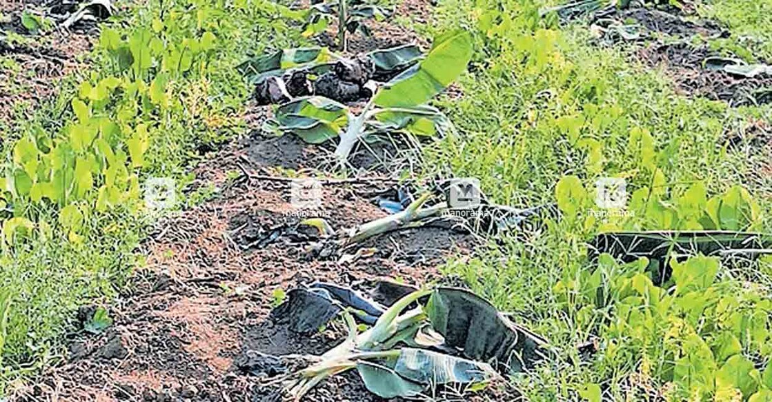 9animal-attack അടൂർ പന്നിവിഴ പുതുവാക്കൽ ഏലായിൽ കൃഷിയിറക്കിയ ഏത്തവാഴത്തൈകൾ കാട്ടുപന്നി നശിപ്പിച്ച നിലയിൽ.