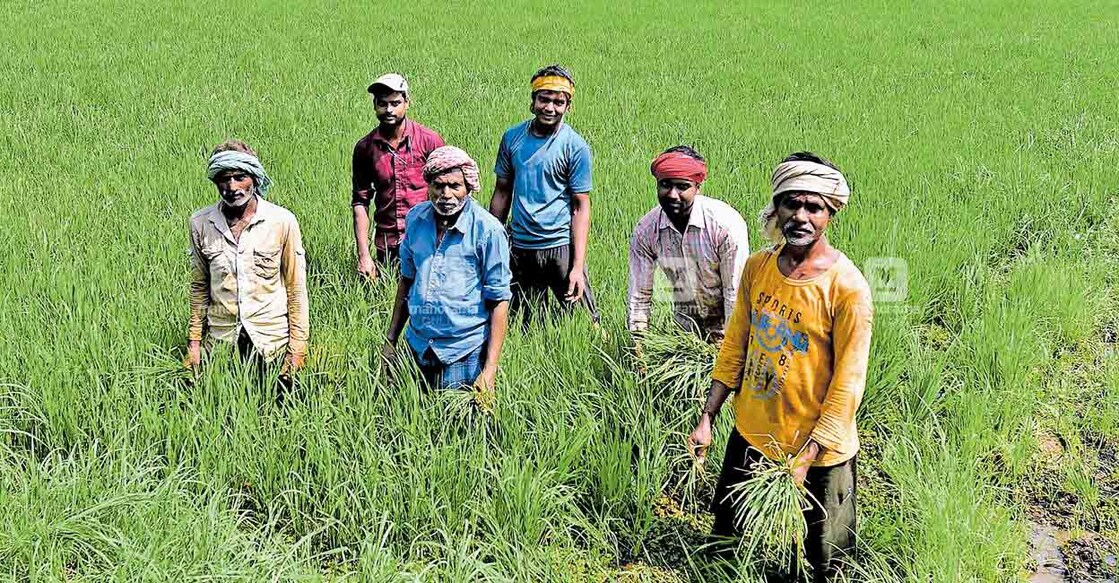 അപ്പർകുട്ടനാടൻ മേഖലയായ ചാത്തങ്കരി പാടശേഖരത്തിൽ ഞാറുനടുന്ന അതിഥിത്തൊഴിലാളികൾ.     ചിത്രം: മനോരമ  