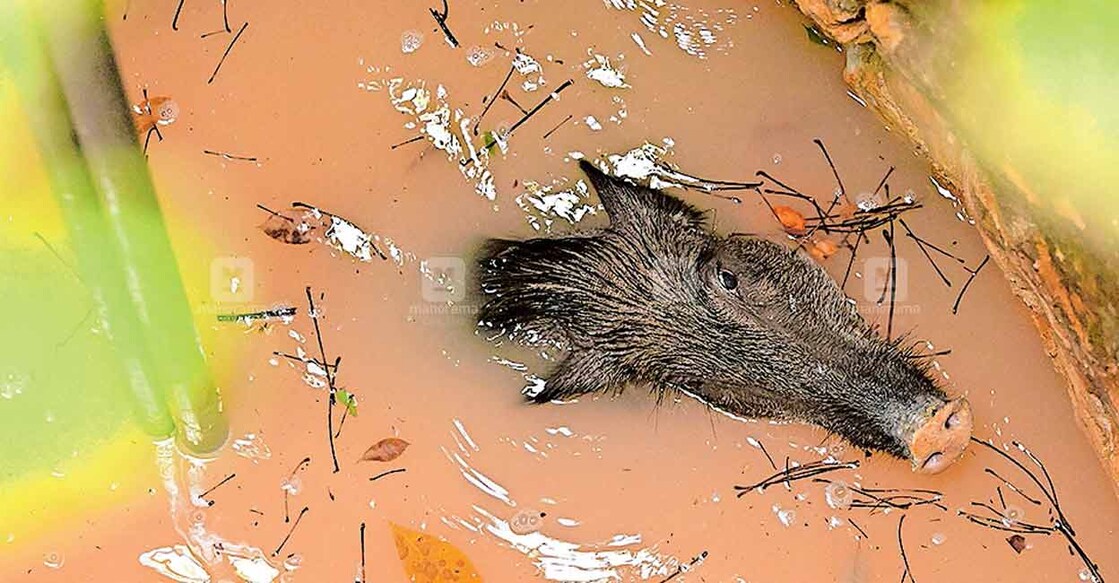 boar ഓമല്ലൂർ പൈവള്ളി പുലരിയാട്ട് പി.എസ്. സുദർശനകുമാറിന്റെ വീട്ടിലെ കിണറ്റിൽ വീണ കാട്ടുപന്നി.
ചിത്രം: മനോരമ