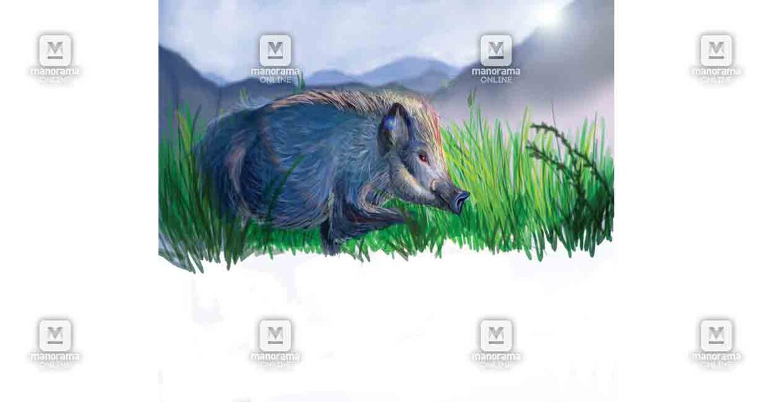 pathanamthitta-wild-boar