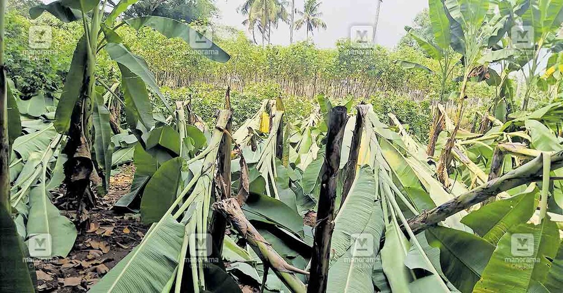 pathanamthitta-banana-farm വേനൽ മഴയിലും കാറ്റിലും വെൺപാല ജോബി കോശിയുടെ കപ്പയും ഏത്തവാഴയും ഒടിഞ്ഞ് വീണ നിലയിൽ.