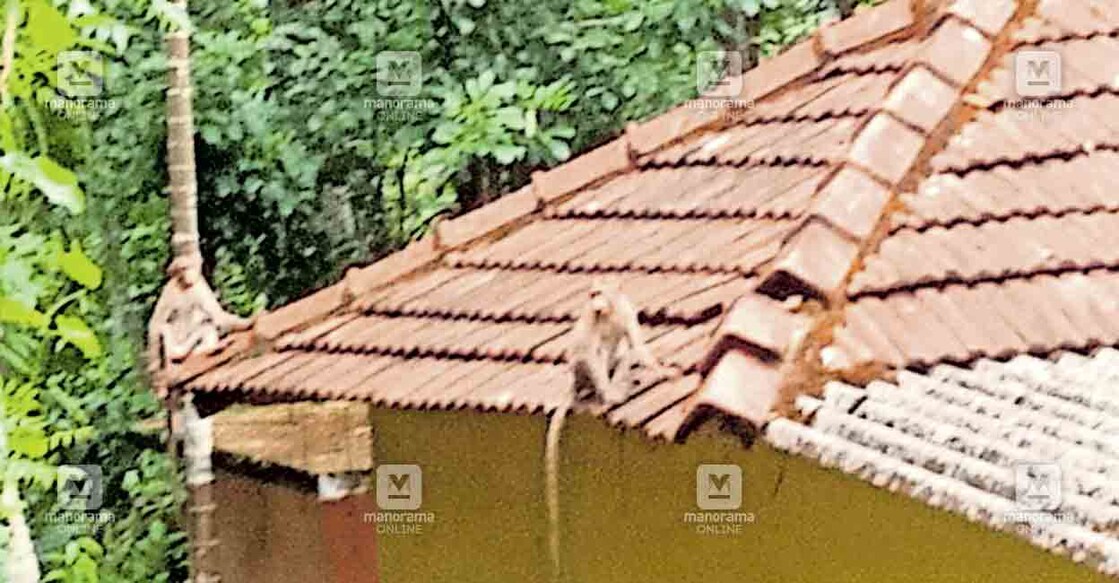 ഒളികല്ലിൽ വീടിനു മുകളിൽ ഇരിക്കുന്ന കുരങ്ങന്മാർ.  
