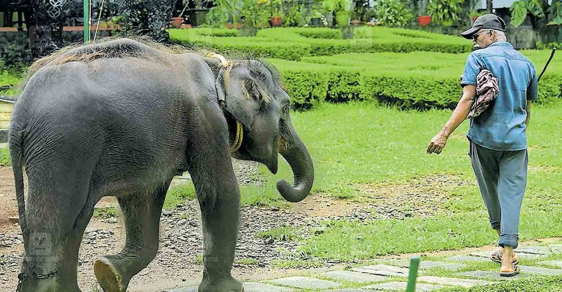 കുട്ടിക്കൊമ്പന്റെ മോണിങ്‌വാക്...
കൊച്ചയ്യപ്പൻ കുട്ടിയാന കോന്നി ആനത്താവളത്തിൽ വ്യായാമത്തിനിടെയുള്ള നടത്തത്തിൽ കുട്ടിക്കൊമ്പു കാണിക്കുന്നു. കൊമ്പുകൾ വളർന്നു തുടങ്ങുമ്പോൾ അസ്വസ്ഥത കാണിക്കുന്ന കുട്ടിക്കൊമ്പൻ കൂട്ടിലെ മരക്കുറ്റിയിൽ തന്നെ ഇടിച്ച് അത് ഒഴിവാക്കാൻ ശ്രമിക്കാറുണ്ട്. 4 വയസ്സിനു ശേഷം കൊമ്പ് സാധാരണ രീതിയിൽ വളർന്നു തുടങ്ങും എന്നാണ് പരിപാലകൻ പറയുന്നത്. കൊച്ചയ്യപ്പൻ വ്യായാമത്തിന്റെ ഭാഗമായി എന്നും രാവിലെ  ആനത്താവളത്തിനു ചുറ്റും പത്തു തവണയാണ് നടക്കുന്നത്. ചിത്രം: ഹരിലാൽ/മനോരമ  
