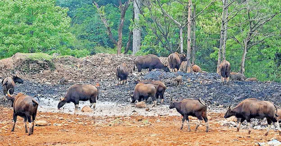 ശബരിമല സന്നിധാനത്തെ ഇൻസിനറേറ്ററിനു സമീപം ഇന്നലെ രാവിലെ തീറ്റ തേടി എത്തിയ കാട്ടുപോത്ത് കൂട്ടം  
