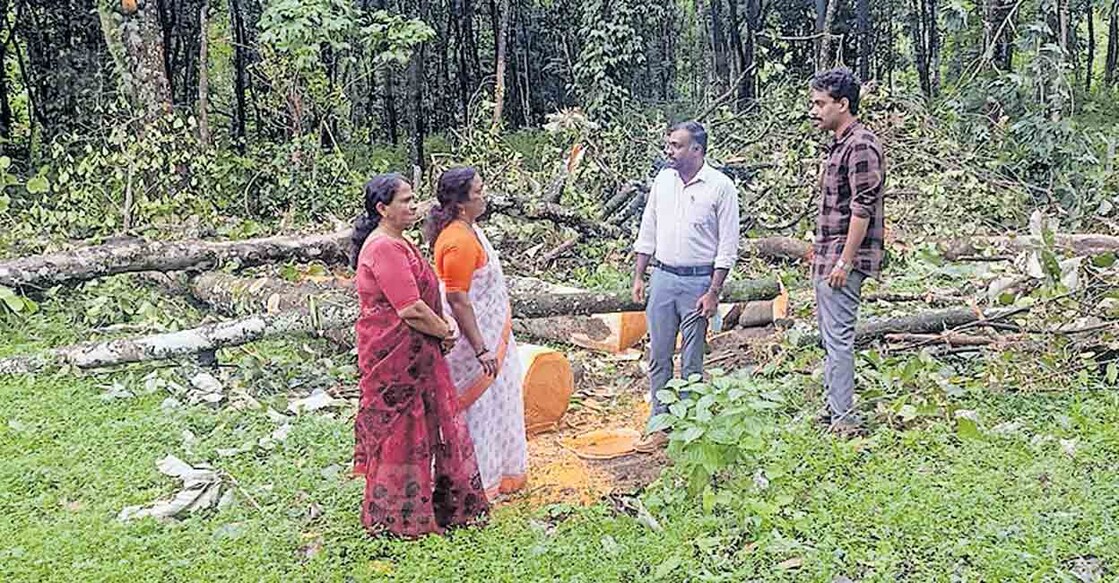 മക്കപ്പുഴ പിഎച്ച്സിയുടെ കെട്ടിട നിർമാണത്തിനു തടസ്സമായി നിന്നിരുന്ന മരങ്ങൾ മുറിച്ചു തുടങ്ങിയപ്പോൾ.  