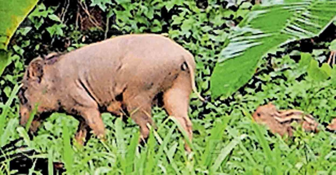 pathanamthitta-wild-boar