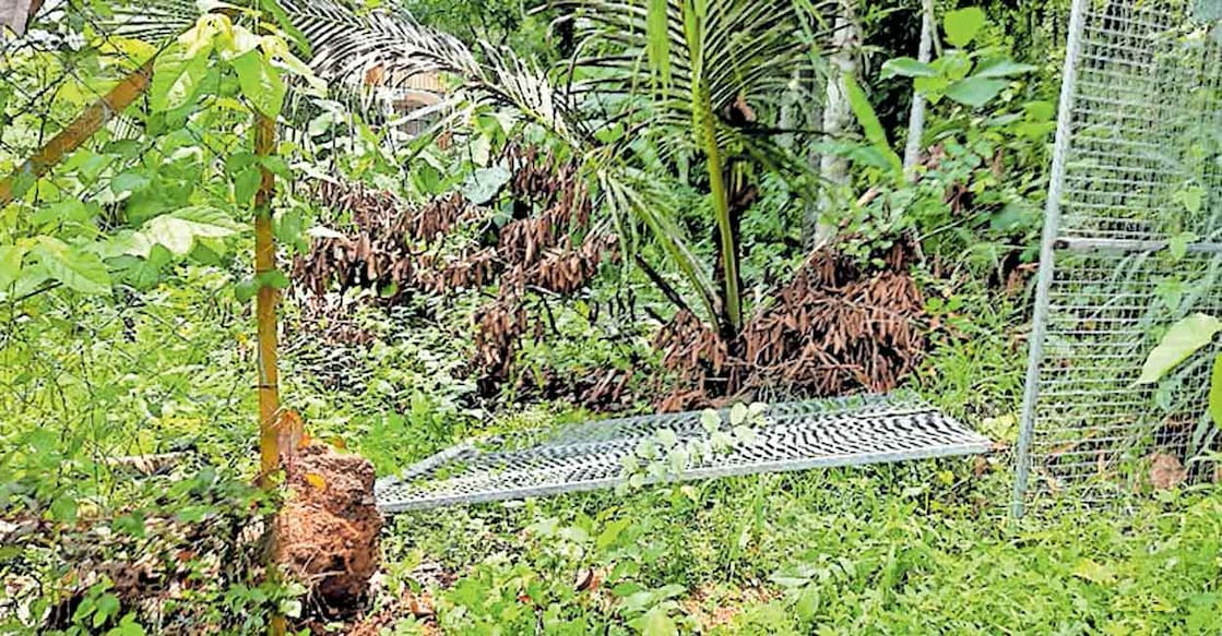 കിളിവയൽ മർത്തശ്മൂനി ഓർത്തഡോക്സ് പള്ളിയിലേക്കുള്ള വഴിയരികിലെ പുരയിടത്തിൽ സ്ഥാപിച്ചിരുന്ന ഗേറ്റ് കാട്ടു പന്നി തകർത്ത നിലയിൽ.  