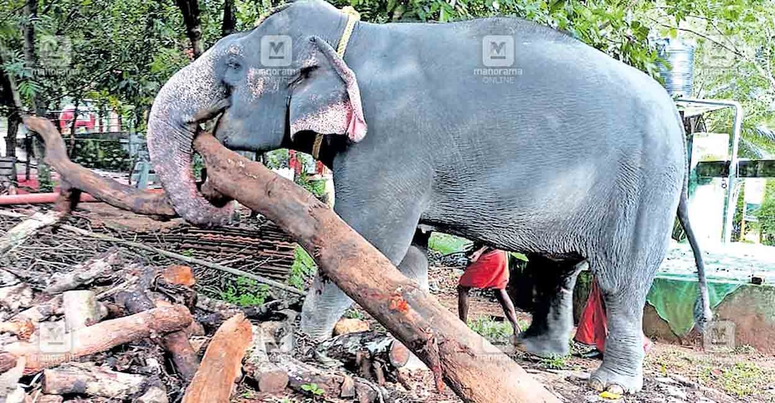 കോന്നി ഇക്കോ ടൂറിസം കേന്ദ്രത്തിൽ പ്രിയദർശിനിയെന്ന ആനയെ തടിപിടിപ്പിക്കുന്നു.  
