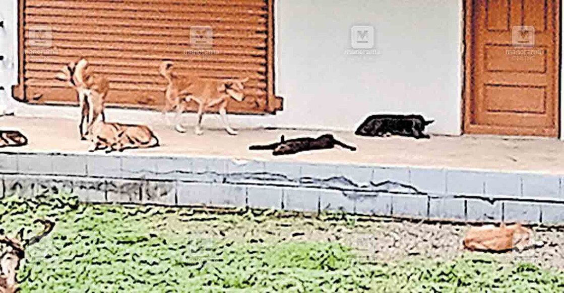 breeding-street-dogs അങ്ങാടി ജല വിതരണ പദ്ധതിയുടെ കരിങ്കുറ്റി ബൂസ്റ്റിങ് സ്റ്റേഷനോടു ചേർന്നുള്ള കെട്ടിടത്തിന്റെ വരാന്തയിൽ കിടക്കുന്ന തെരുവു നായ്ക്കൾ.