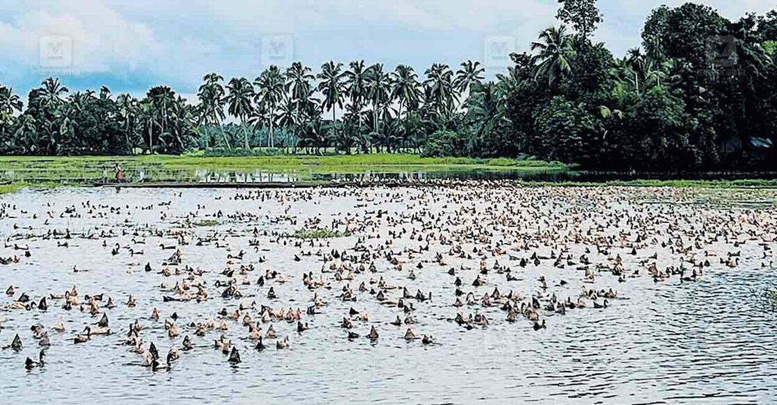 pathanamthitta-doucks നിരണത്തെ പാടശേഖരത്തിൽ തീറ്റ തേടി നീന്തുന്ന താറാവിൻ കൂട്ടം. പക്ഷിപ്പനിയുടെ ഉറവിട കേന്ദ്രത്തിൽനിന്നു ഒരു കിലോമീറ്റർ ചുറ്റളവിനുള്ളിലാണ് പ്രദേശം. കലക്ടറുടെ പുതിയ ഉത്തരവിൻ പ്രകാരം ഇവയെ ഈ പ്രദേശത്ത് വളർത്താൻ കഴിയില്ല.