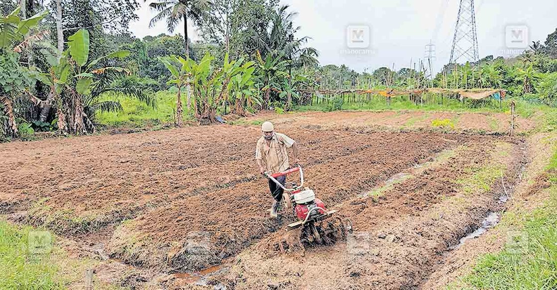 ഇടുവേൽ ഏലായിൽ കൃഷിയിടം ഒരുക്കി ഓണക്കാല കൃഷിക്കു തുടക്കം കുറിക്കുന്ന കർഷകനായ ഉണ്ണിക്കൃഷ്‌ണൻ.  