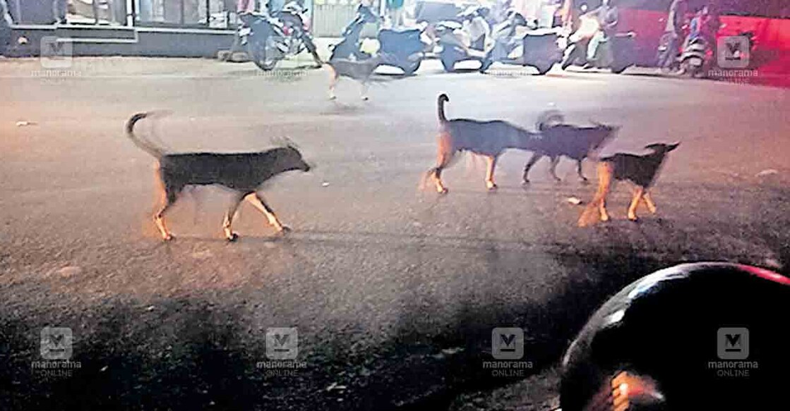 തിരുവല്ല കാവും ഭാഗത്ത് രാത്രി റോഡിൽ അലയുന്ന നായ്ക്കൾ.  