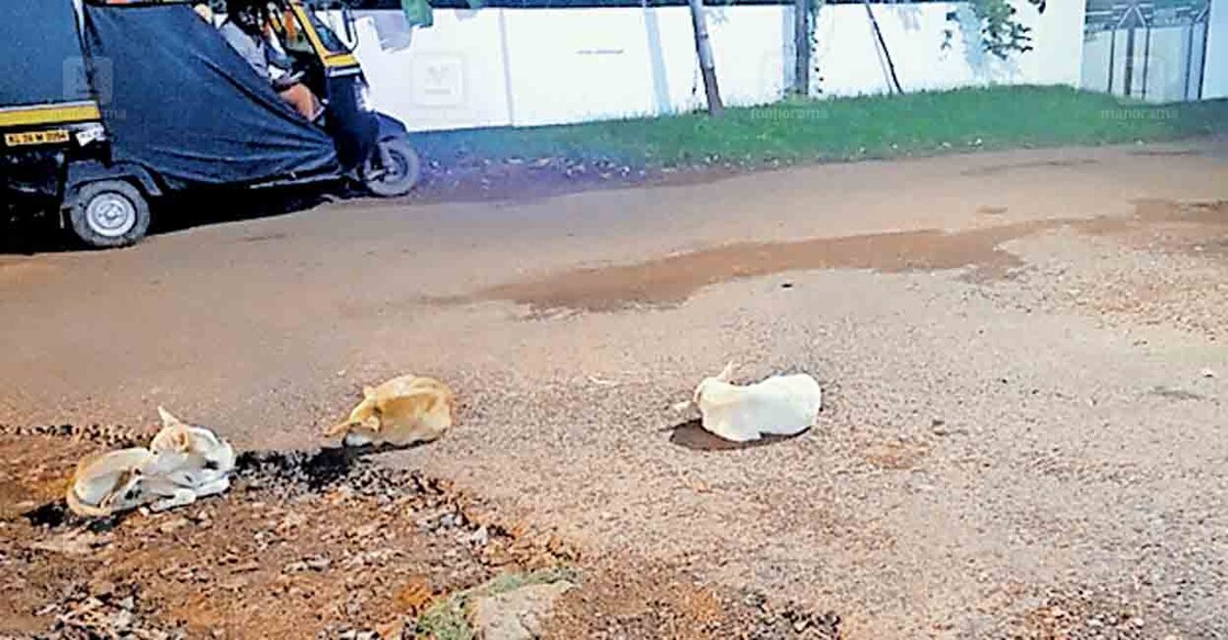 pathanathitta-dog-problems-3 കടമ്പനാട് കവലയ്ക്കു സമീപം റോഡരികിൽ തങ്ങിയിരിക്കുന്ന തെരുവുനായകൾ.
