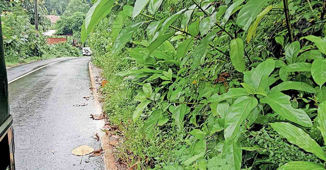 road-side-forest-6 റാന്നി ഔട്ടർ റിങ് റോഡിന്റെ വശത്തു നിൽക്കുന്ന കാട്.