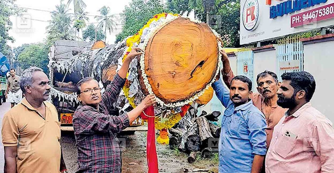നിരണം ഇരതോട് നിവാസികളുടെ ഉടമസ്ഥതയിൽ നിർമിക്കുന്ന ‘പുണ്യാളൻ നിരണം’ ചുണ്ടനായുള്ള ആഞ്ഞിലിത്തടി അടൂർ പന്നിവിഴയൽ നിന്നു ഇന്നലെ നിരണത്ത് എത്തിച്ചപ്പോൾ. 