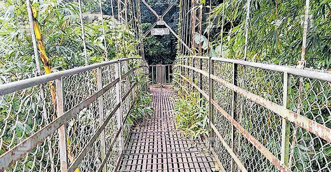 pathanamthitta-thelappuzhakadavu-hanging-bridge വായ്പൂര് തേലപ്പുഴക്കടവ് തൂക്കുപാലത്തിൽ യാത്രക്കാർക്ക് ദുരിതമായി മുളകൾ വളർന്നുനിൽക്കുന്നു.
