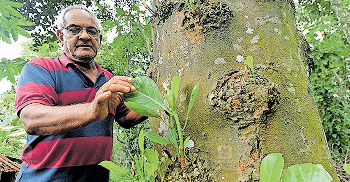 pathanamthitta-tree പി.ജി.ജോസഫ് പ്ലാവിൽ ബഡ് ചെയ്ത ഭാഗത്തു ചക്കയുടെ മുകുളം വളരുന്നതു കാണിക്കുന്നു.