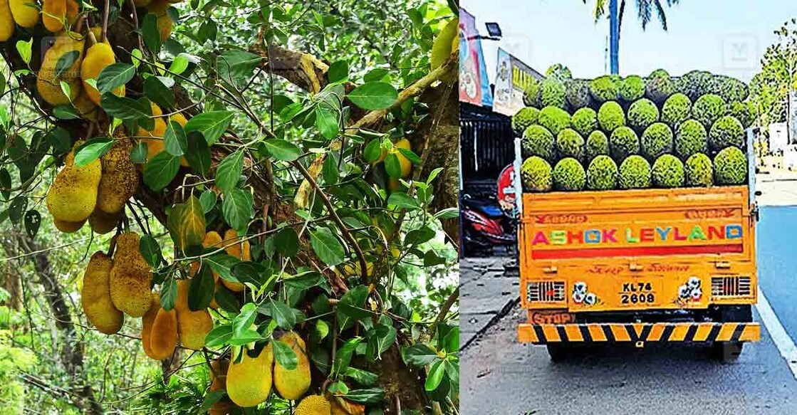 Jackfruit-tree-1 Jackfruit-tree-1