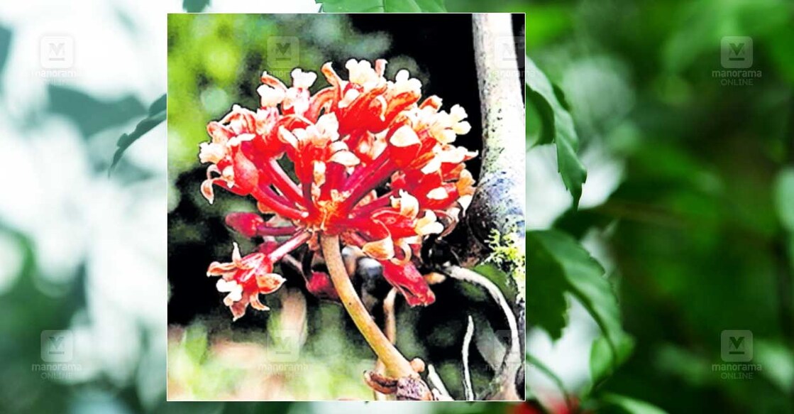 pathanamthitta-plant-discovery-agastya-hills