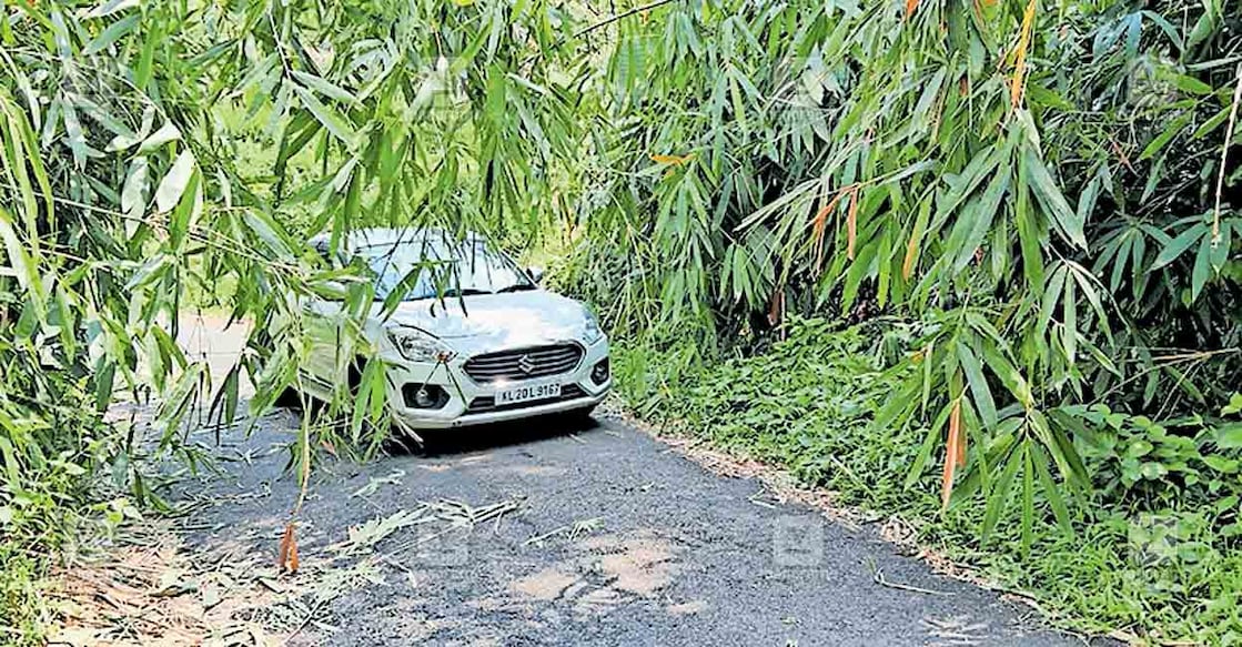 ആങ്ങമൂഴി–ഗവി റോഡിലേക്കു ഈറ്റ മൂടി കിടക്കുന്നു.