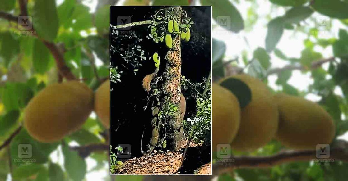 jackfruit-tree-elephant-attack jackfruit-tree-elephant-attack