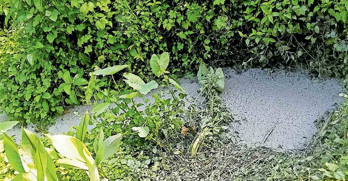 pathanamthitta-bathroom-waste കുത്തുകല്ലുങ്കൽപടി–മന്ദിരം തിരുവാഭരണ പാതയോടു ചേർന്നു നീർച്ചാലിൽ തള്ളിയിരിക്കുന്ന ശുചിമുറി മാലിന്യം.