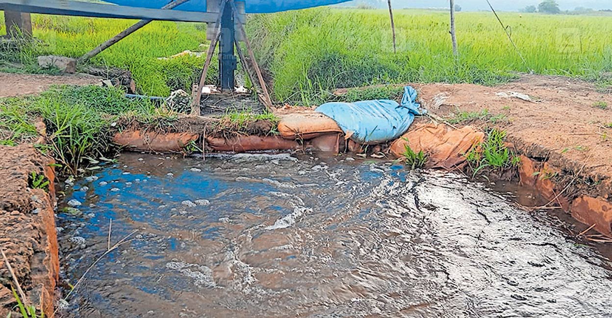 വിളവെടുക്കാൻ‍ പാകമായപ്പോൾ വേനൽ മഴ; കർഷകർക്ക് ആശങ്ക | Pandalam | paddy ...