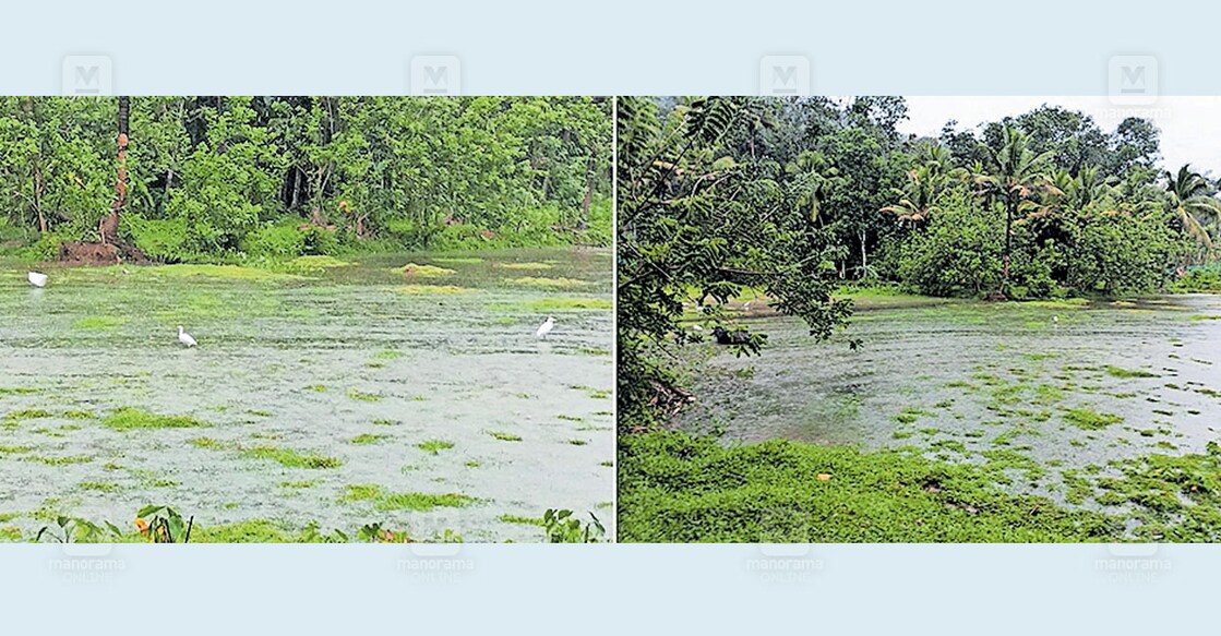 മല്ലശേരി–ളാക്കൂർ ഭാഗത്ത് ഇന്നലെ പെയ്ത ശക്തമായ മഴയിൽ വയലുകളിൽ വെള്ളം നിറഞ്ഞപ്പോൾ.