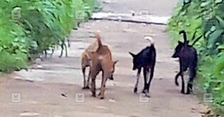 നമുക്ക് നായ്ക്കൾ പണിവതു നരകം; കമ്മിഷനും അതുപോലെ