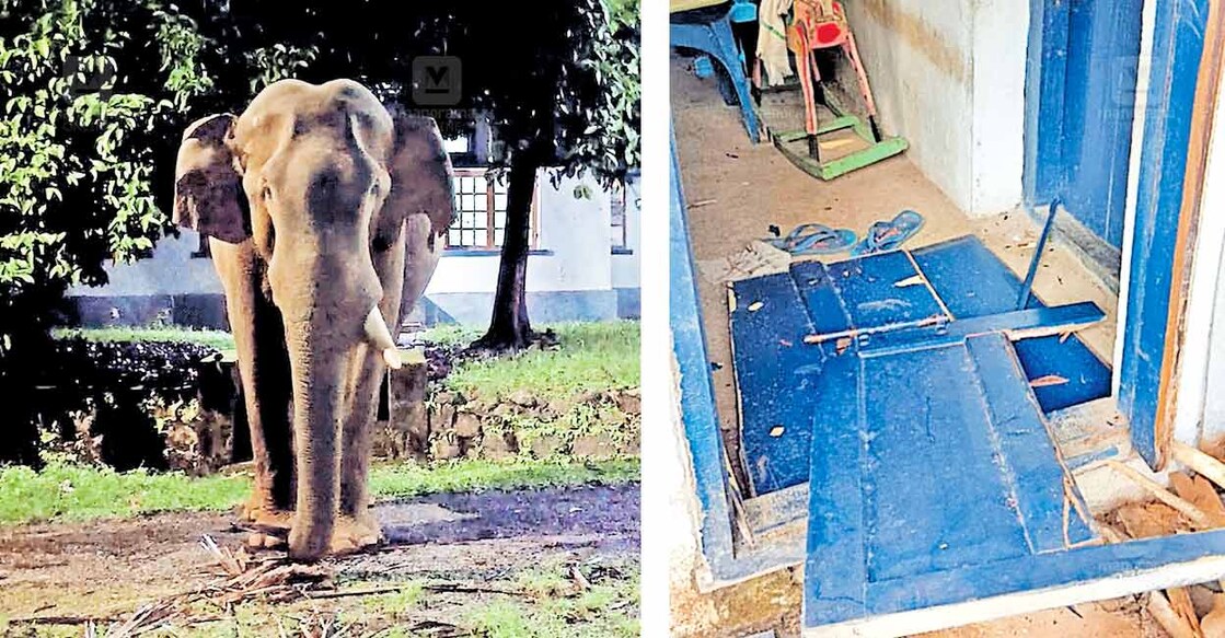 ns4-1-2-seethathode-wild-elephant-attack 1) മൂഴിയാർ 40 ഏക്കർ ക്വാർട്ടേഴ്സിനു സമീപം എത്തിയ ഒറ്റക്കൊമ്പൻ. 2) മൂഴിയാർ 40 ഏക്കർ അങ്കണവാടിയിലെ അടുക്കള ഭാഗത്തെ കതക് കാട്ടാന തകർത്ത നിലയിൽ.