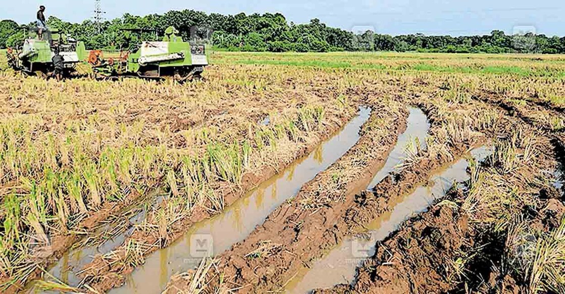 panthalam-chittila-paadi-field പന്തളം ചിറ്റിലപ്പാടത്ത് വേനൽ മഴ കാരണമുണ്ടായ വെള്ളക്കെട്ടിൽ പുതഞ്ഞ കൊയ്ത്തുമെതിയന്ത്രം മറ്റൊരു യന്ത്രമുപയോഗിച്ചു കെട്ടിവലിച്ച് ചെളിയിൽ നിന്നു മാറ്റാൻ ശ്രമിക്കുന്നു. ചിത്രം: മനോരമ