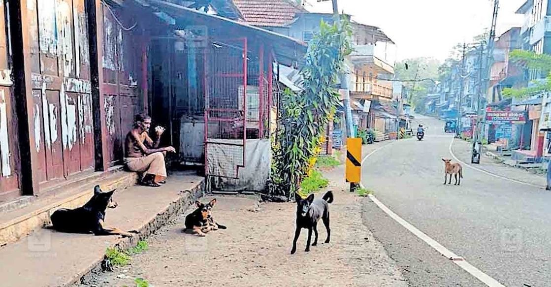pathanamthitta-stray-dogs വടശേരിക്കര ടൗണിൽ വിഹരിക്കുന്ന തെരുവുനായ്ക്കൾ.
